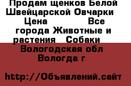 Продам щенков Белой Швейцарской Овчарки  › Цена ­ 20 000 - Все города Животные и растения » Собаки   . Вологодская обл.,Вологда г.